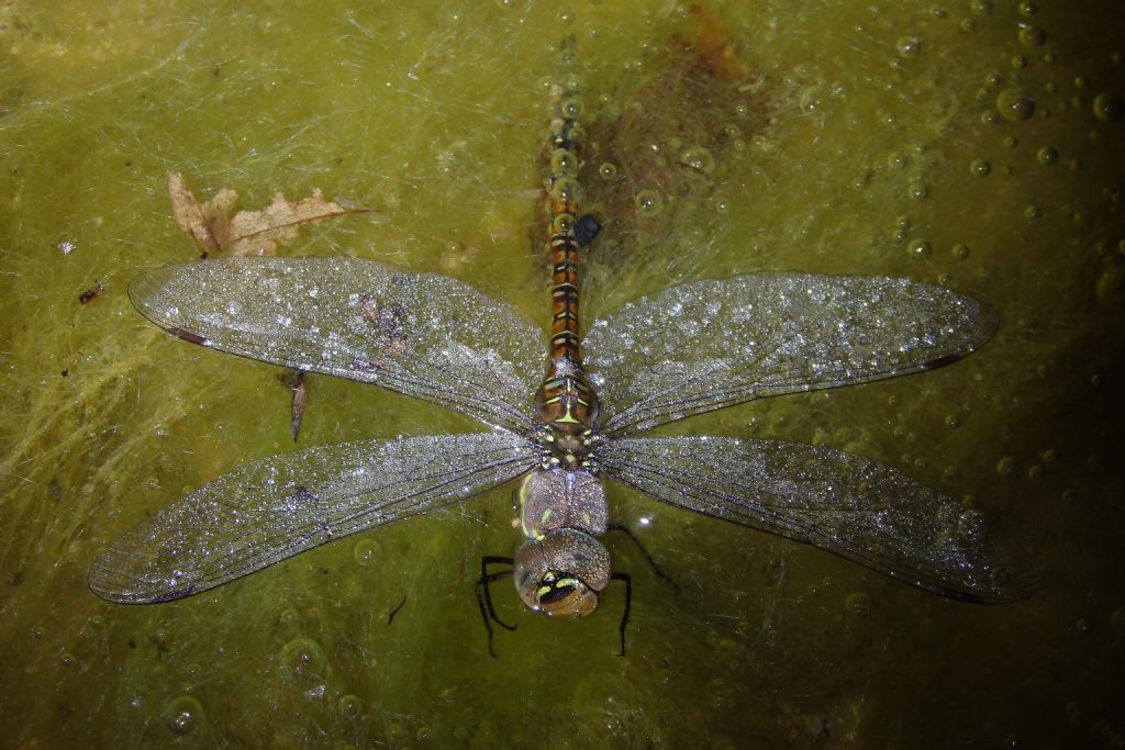 Aeshna mixta