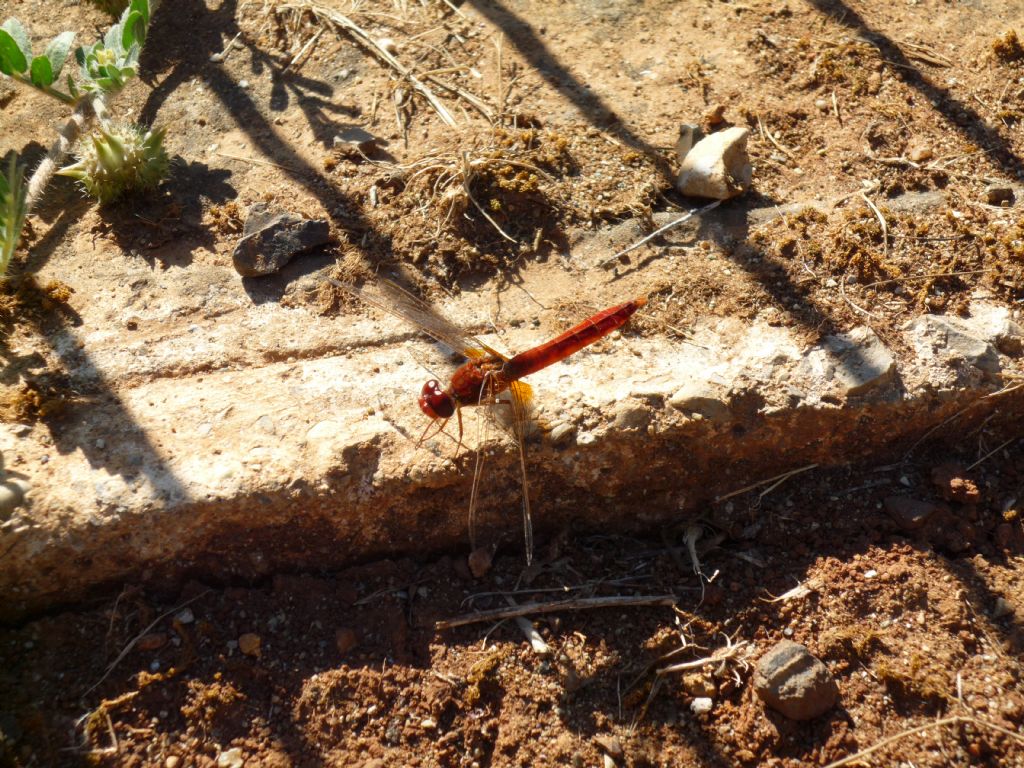 Da identificare della Grecia: Crocothemis erythraea