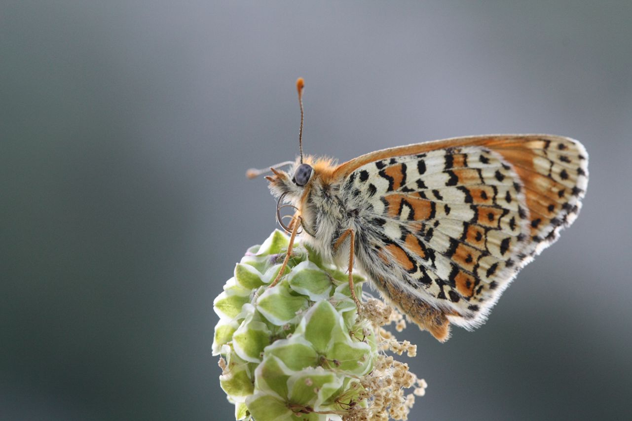 Melitaea cinxia della Grecia ?