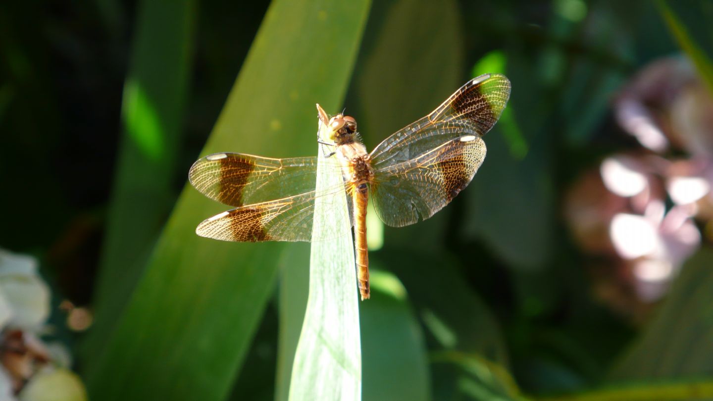 Da identificare - Sympetrum pedemontanum