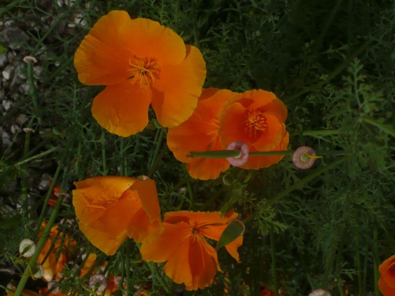 sembra un papavero arancione - Eschscholzia californica