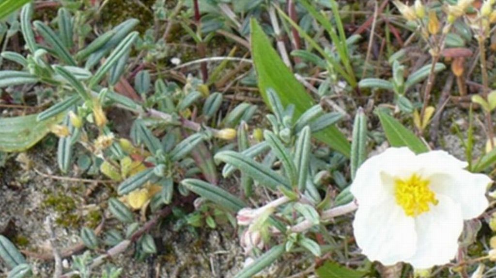 vecchie foto dellApr 2008 - Helianthemum apenninum