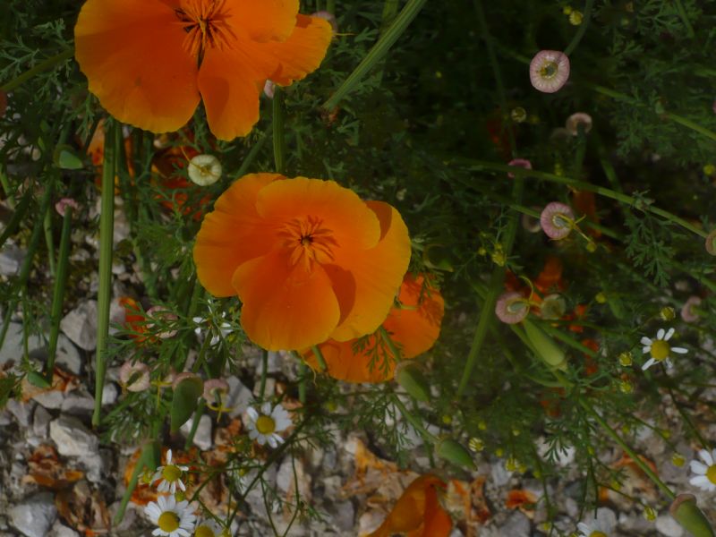 sembra un papavero arancione - Eschscholzia californica