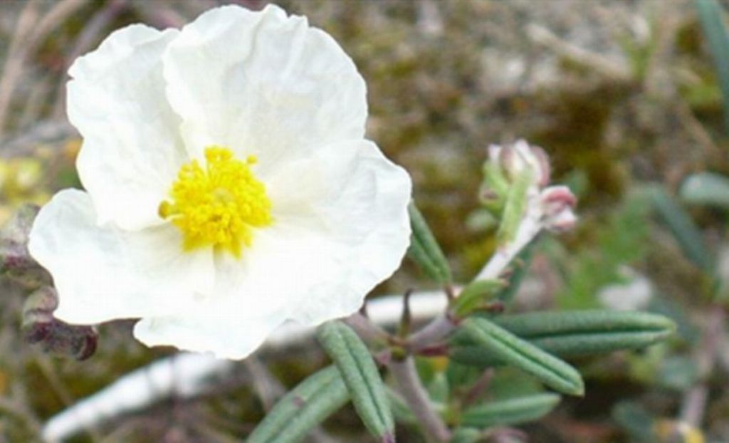 vecchie foto dellApr 2008 - Helianthemum apenninum