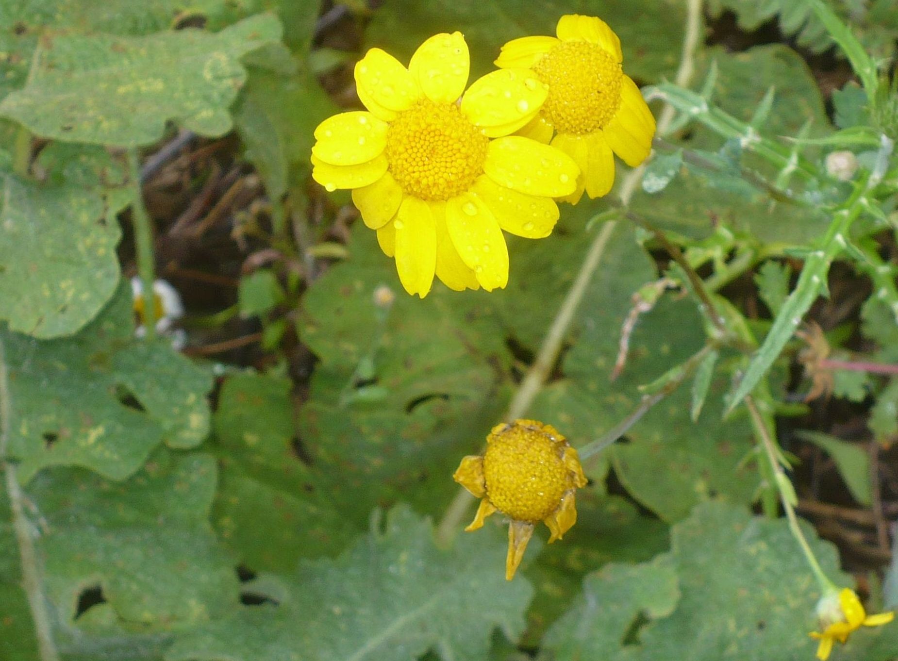 Glebionis segetum, Asteraceae