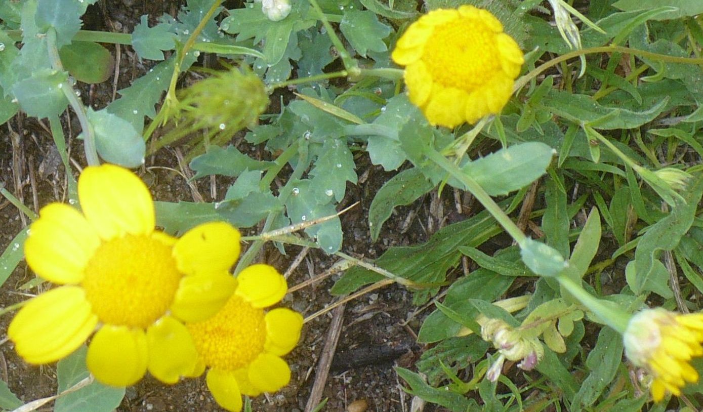 Glebionis segetum, Asteraceae