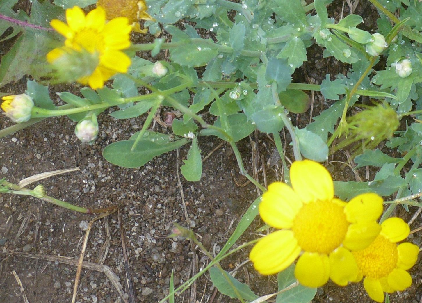 Glebionis segetum, Asteraceae