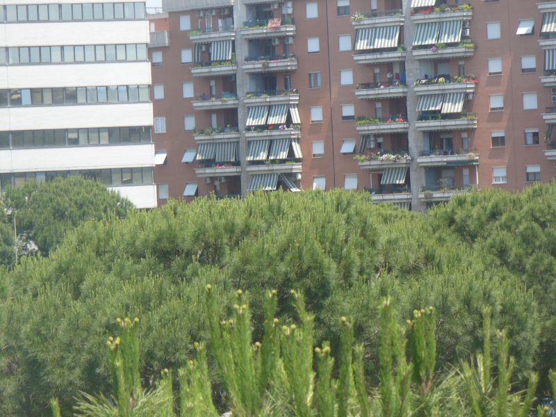 piccoli fiori gialli in cima?  Pinus cfr. radiata