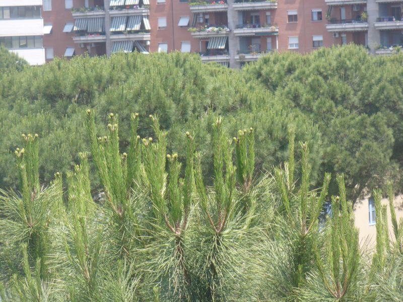 piccoli fiori gialli in cima?  Pinus cfr. radiata