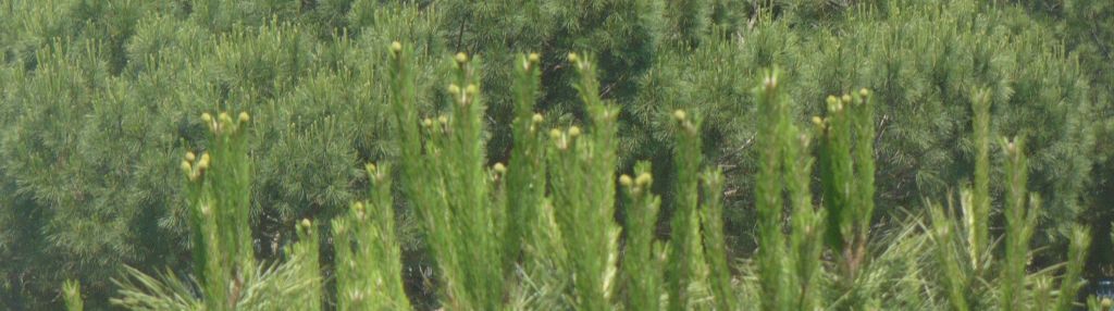 piccoli fiori gialli in cima?  Pinus cfr. radiata