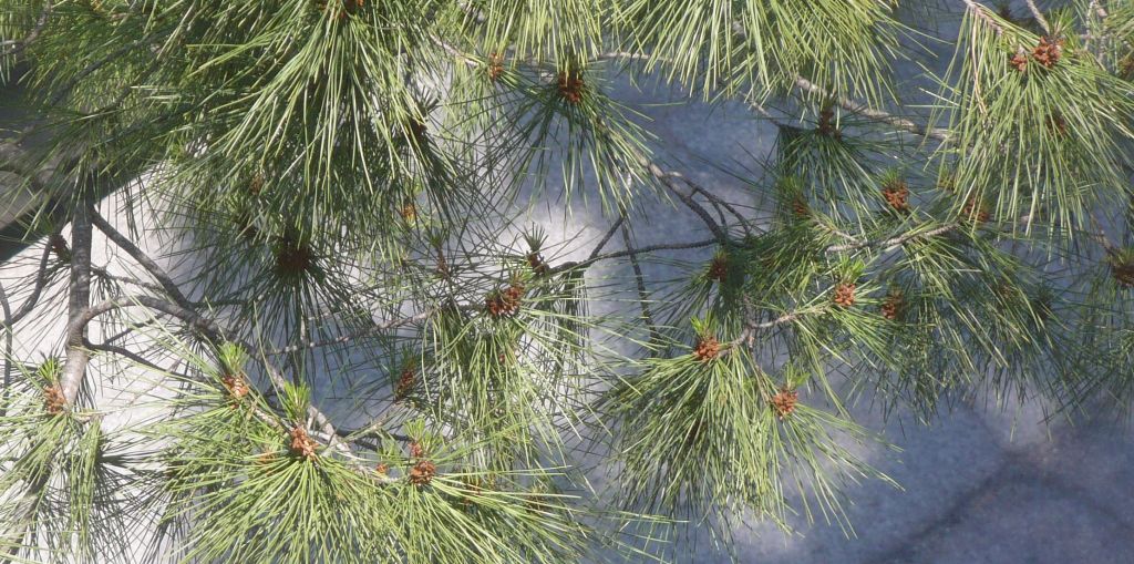 piccoli fiori gialli in cima?  Pinus cfr. radiata