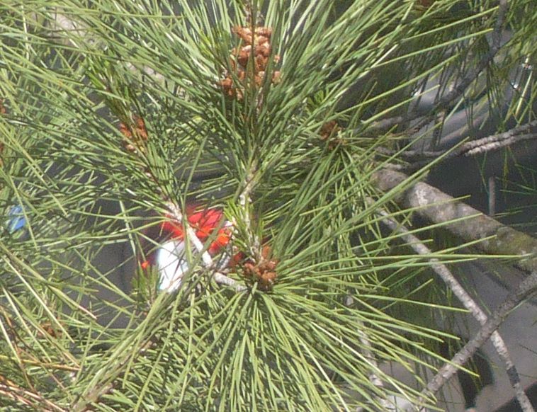 piccoli fiori gialli in cima?  Pinus cfr. radiata