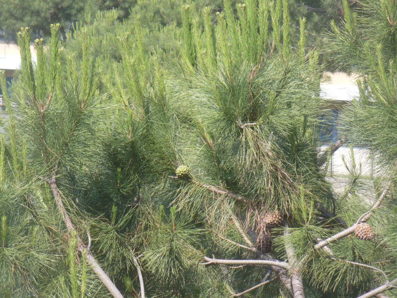 piccoli fiori gialli in cima?  Pinus cfr. radiata