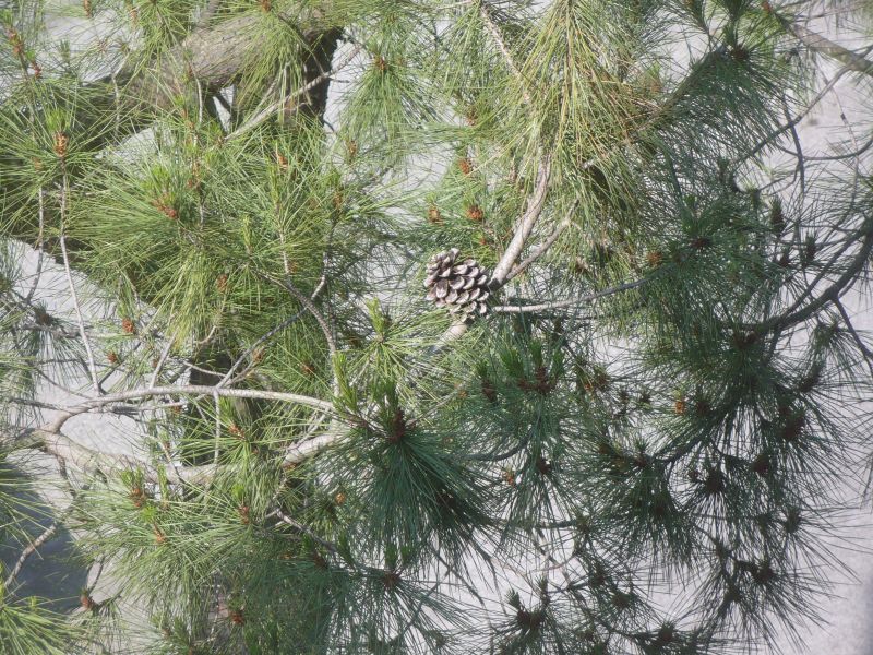 piccoli fiori gialli in cima?  Pinus cfr. radiata