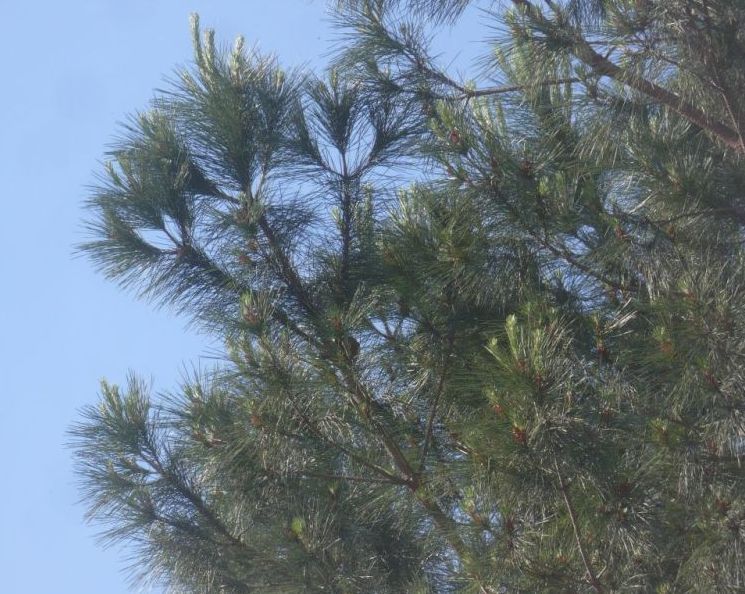 piccoli fiori gialli in cima?  Pinus cfr. radiata