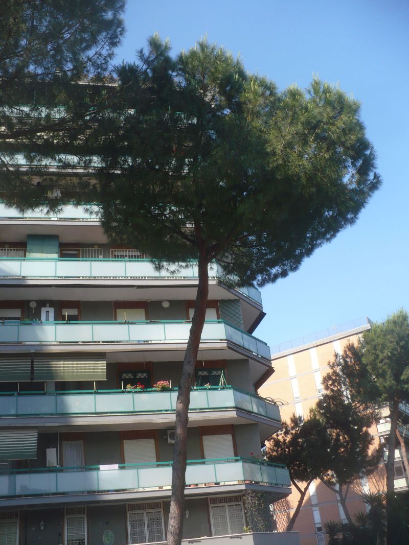 piccoli fiori gialli in cima?  Pinus cfr. radiata