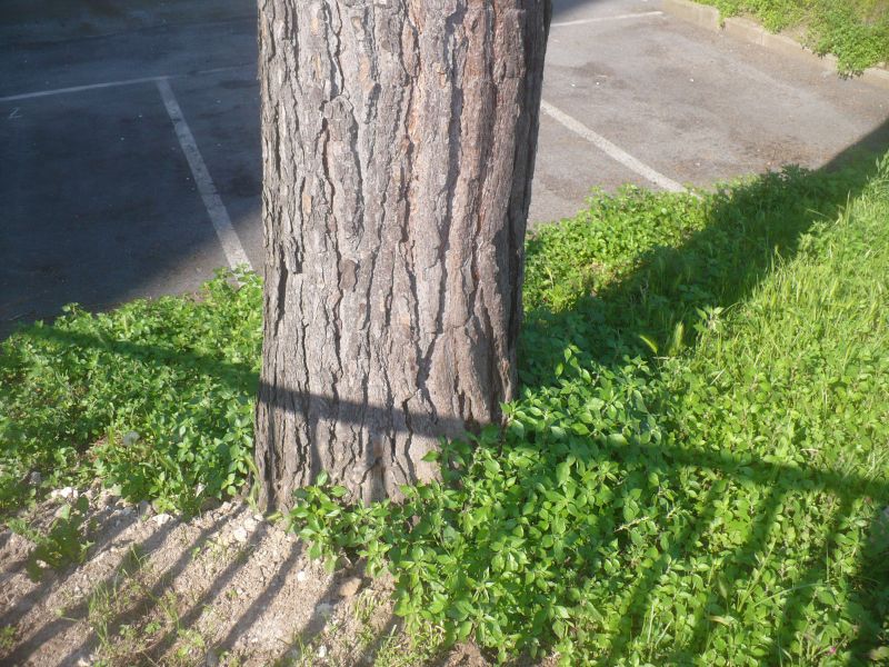 piccoli fiori gialli in cima?  Pinus cfr. radiata