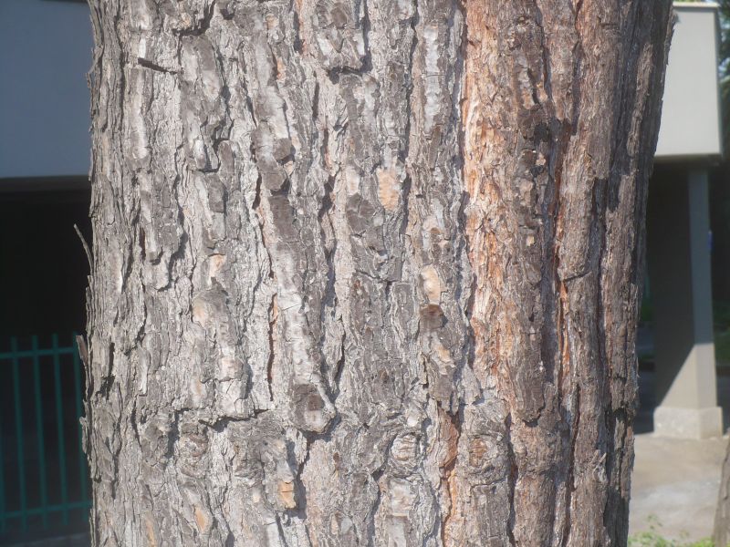 piccoli fiori gialli in cima?  Pinus cfr. radiata