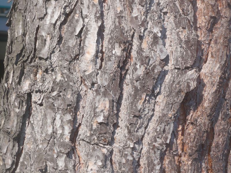 piccoli fiori gialli in cima?  Pinus cfr. radiata