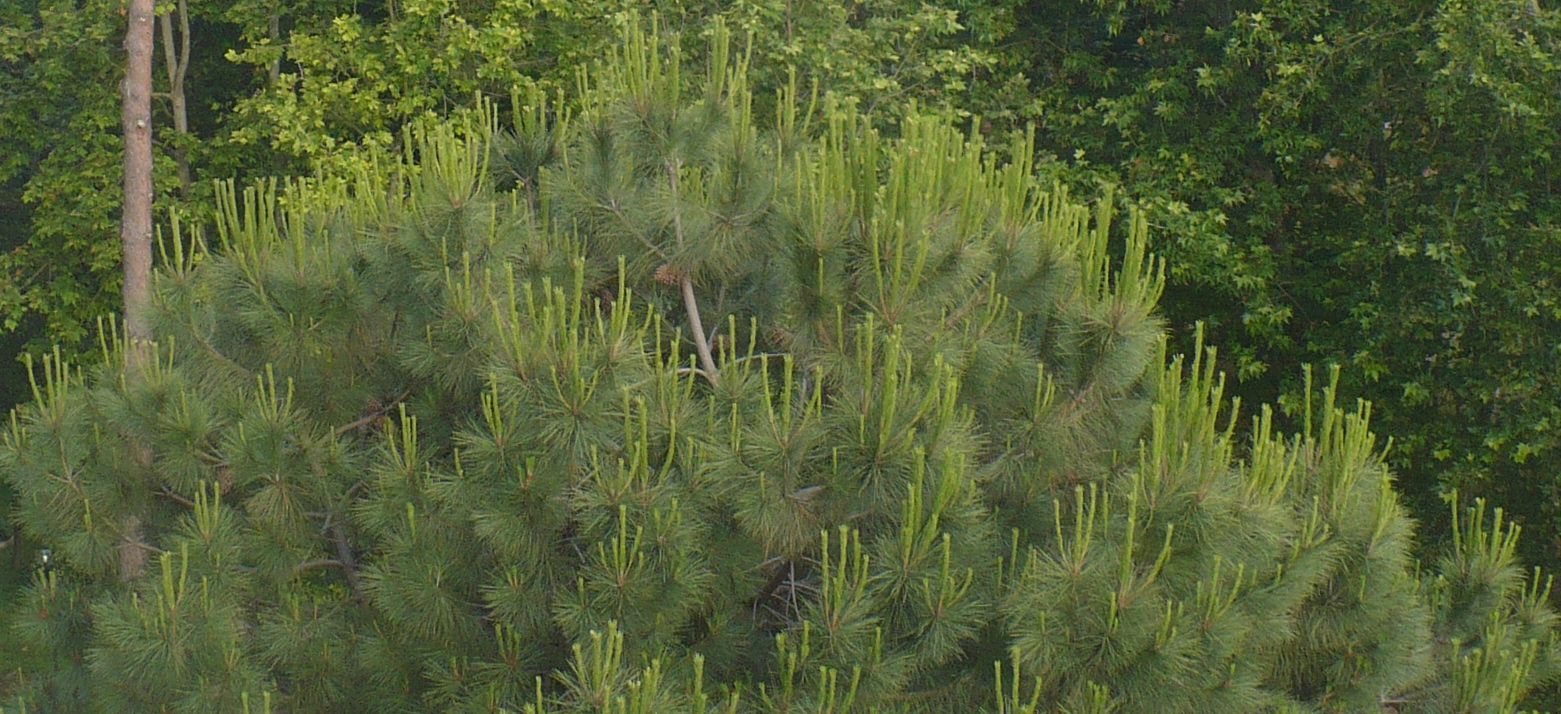 piccoli fiori gialli in cima?  Pinus cfr. radiata