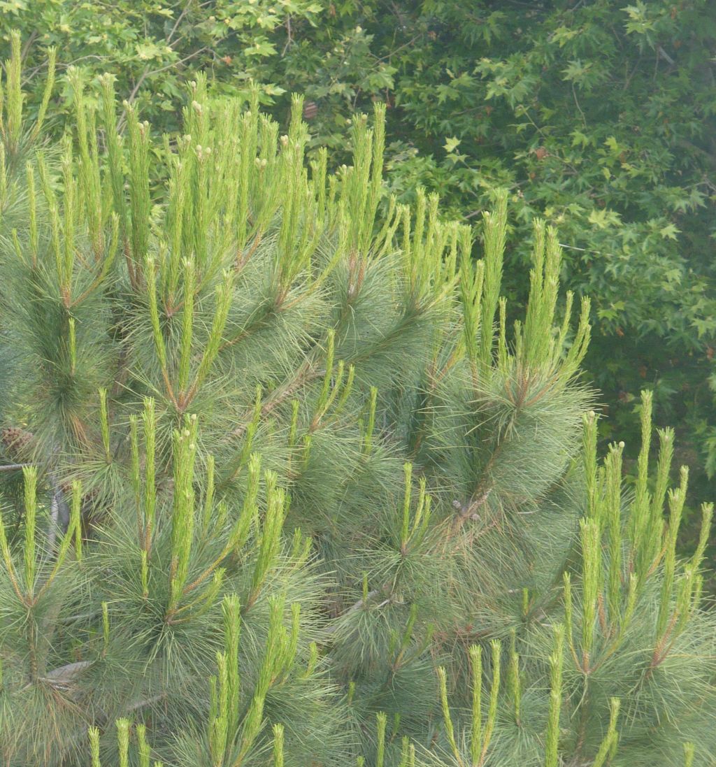 piccoli fiori gialli in cima?  Pinus cfr. radiata