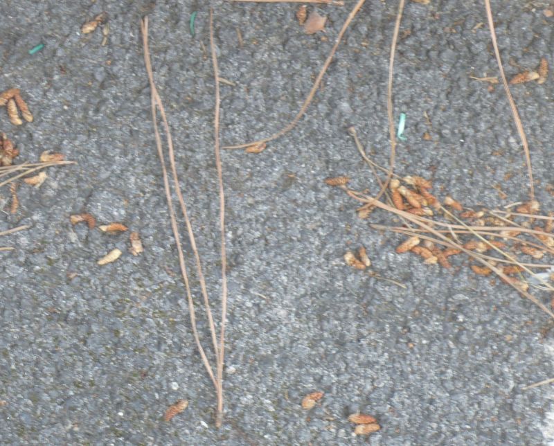 piccoli fiori gialli in cima?  Pinus cfr. radiata