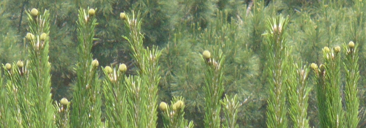 piccoli fiori gialli in cima?  Pinus cfr. radiata