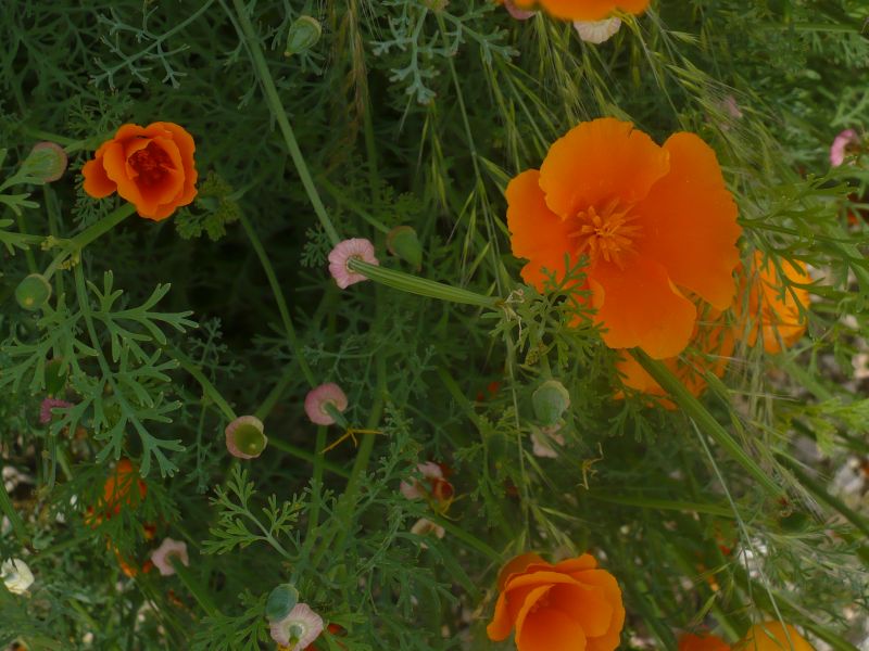 sembra un papavero arancione - Eschscholzia californica