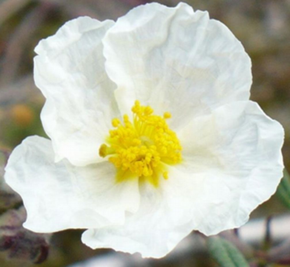 vecchie foto dellApr 2008 - Helianthemum apenninum