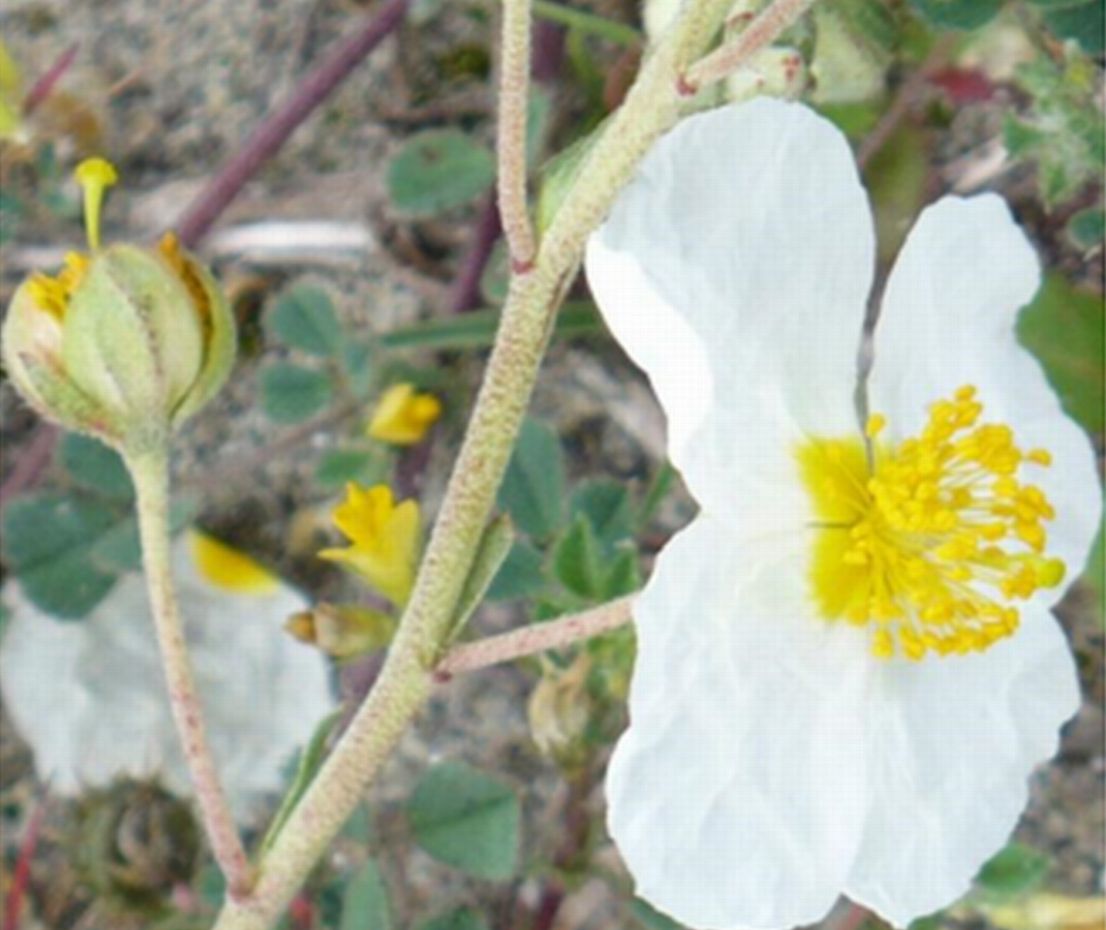 vecchie foto dellApr 2008 - Helianthemum apenninum