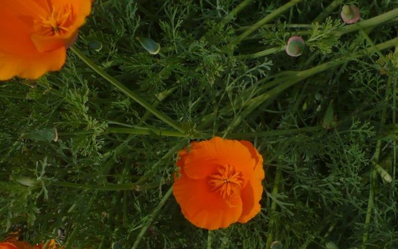 sembra un papavero arancione - Eschscholzia californica