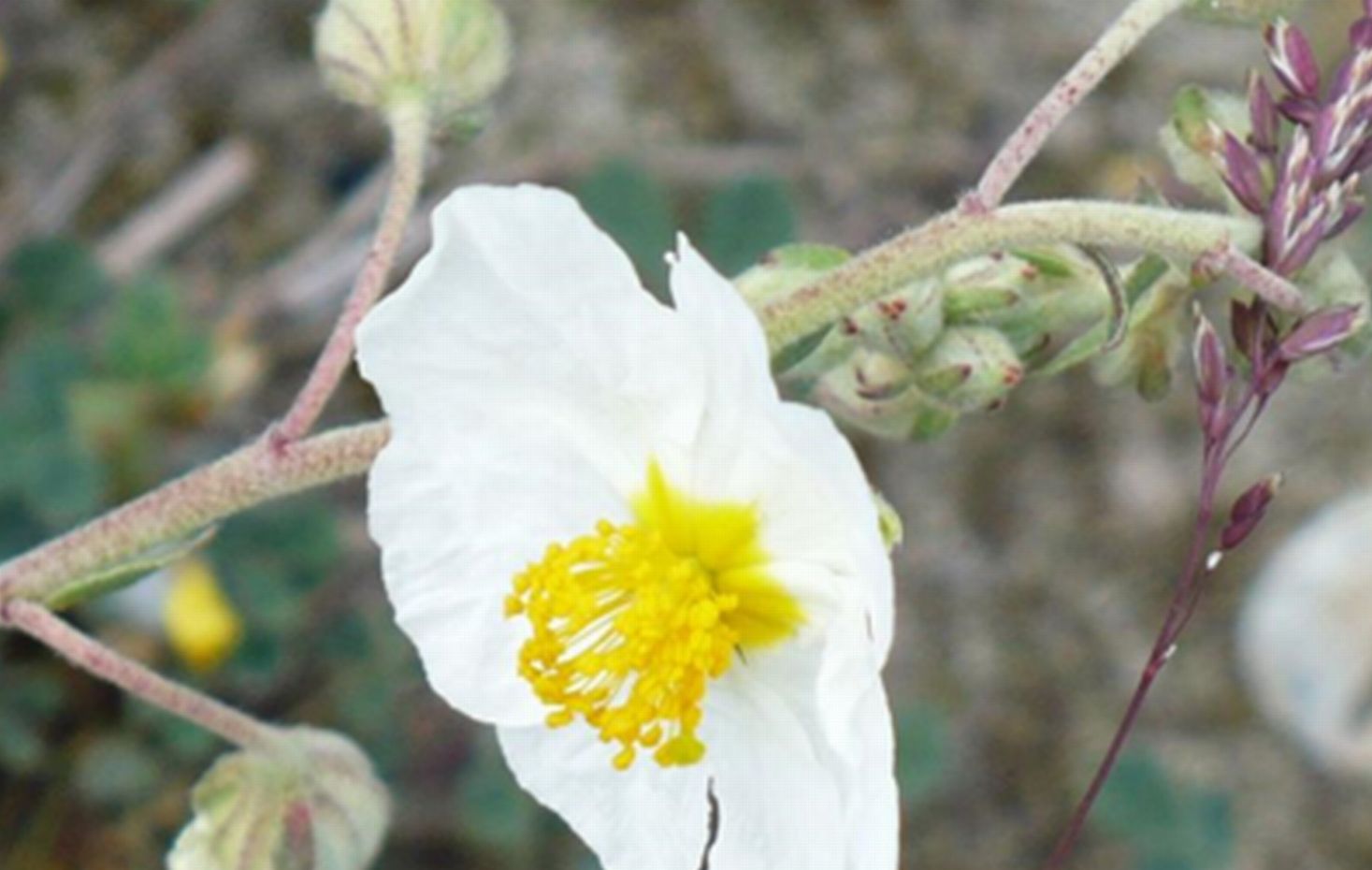 vecchie foto dellApr 2008 - Helianthemum apenninum