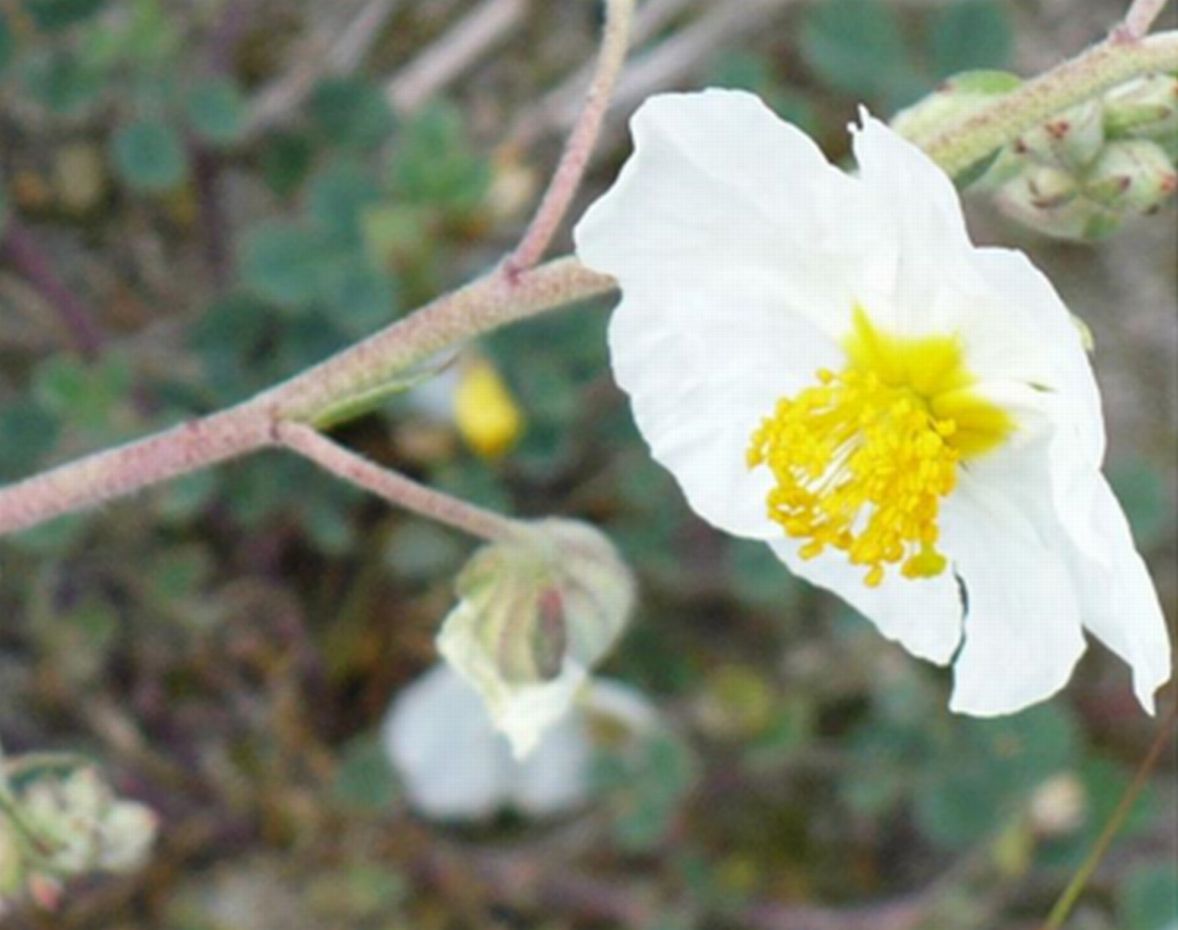 vecchie foto dellApr 2008 - Helianthemum apenninum