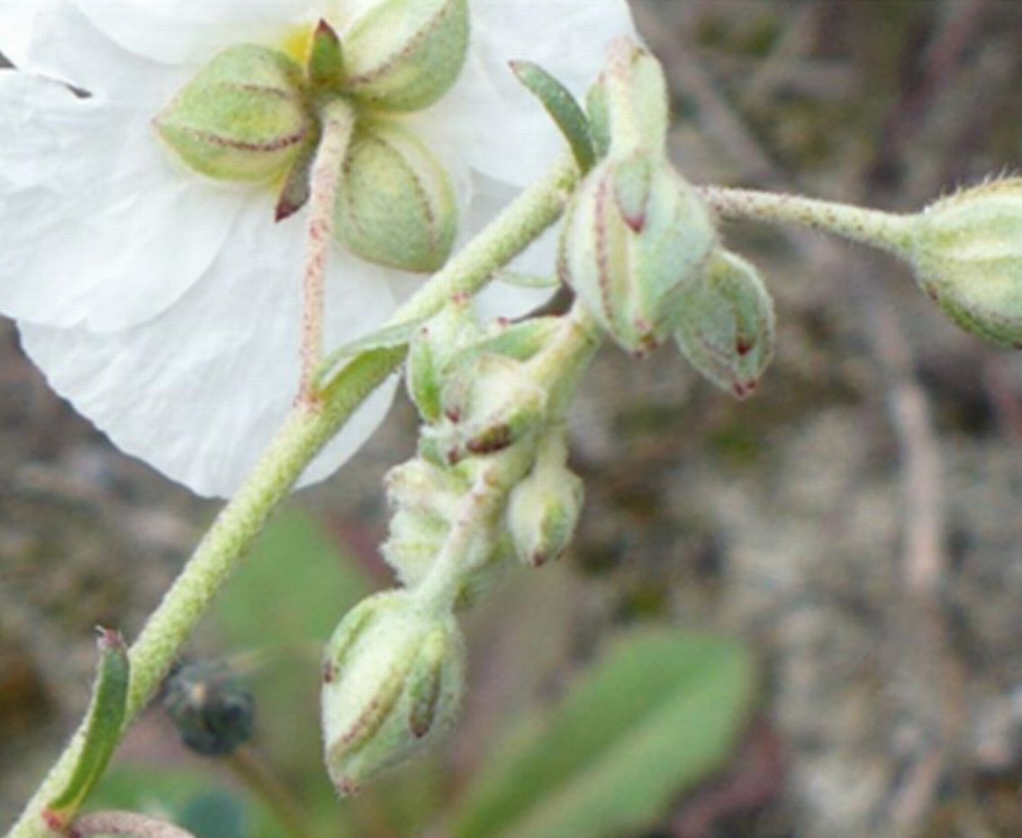 vecchie foto dellApr 2008 - Helianthemum apenninum