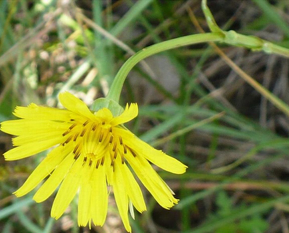 Tragopogon pratensis