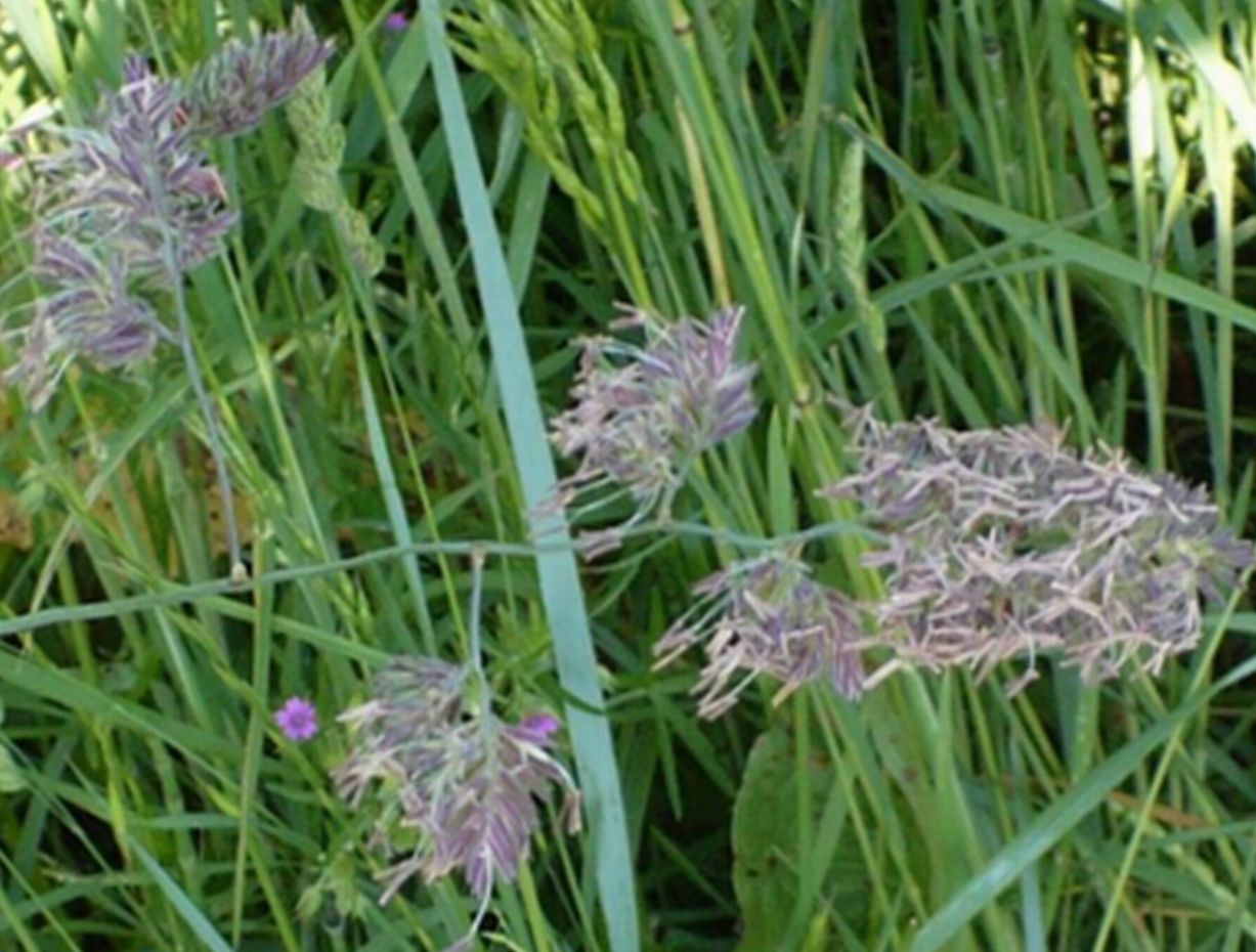 Dactylis glomerata