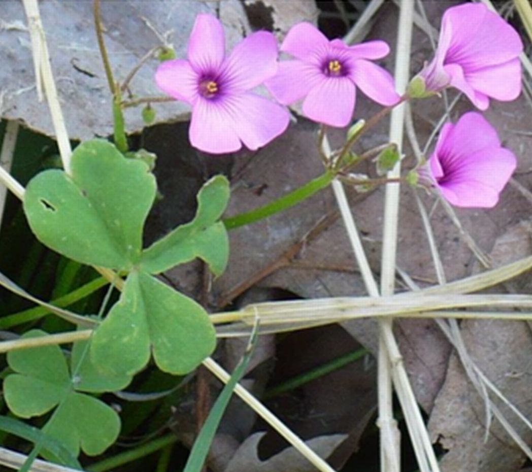 Oxalis articulata