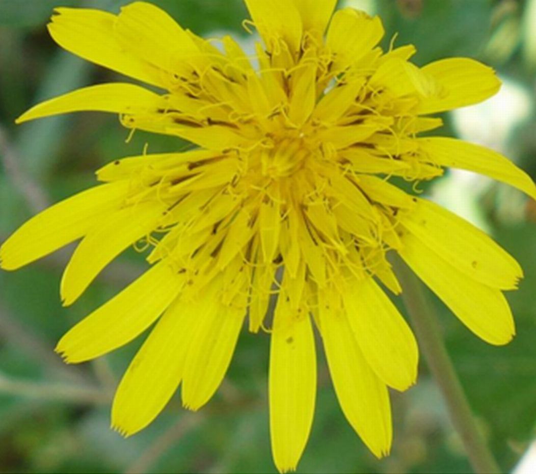 Tragopogon pratensis