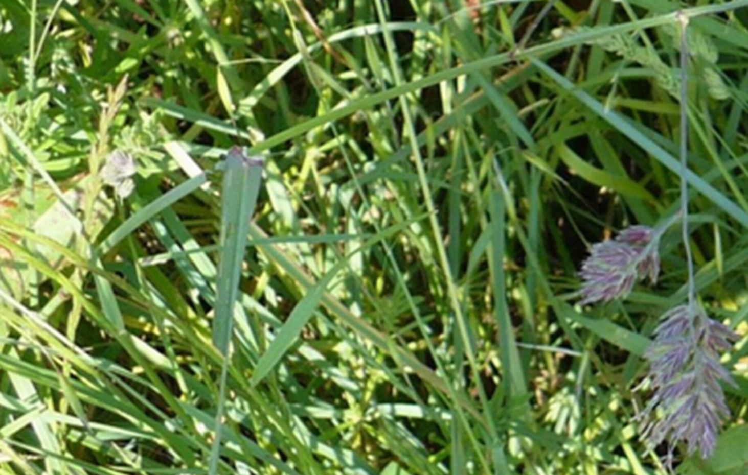 Dactylis glomerata