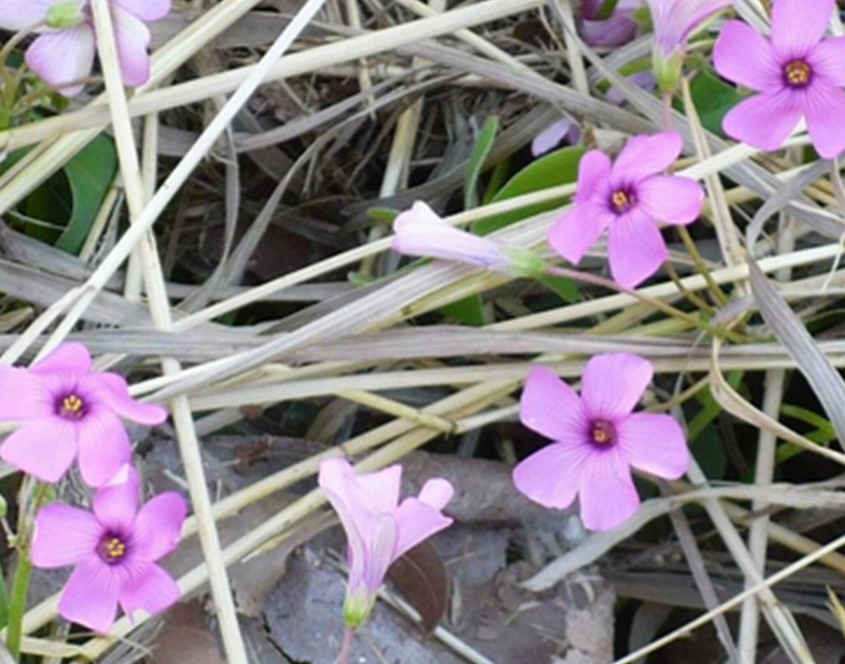 Oxalis articulata