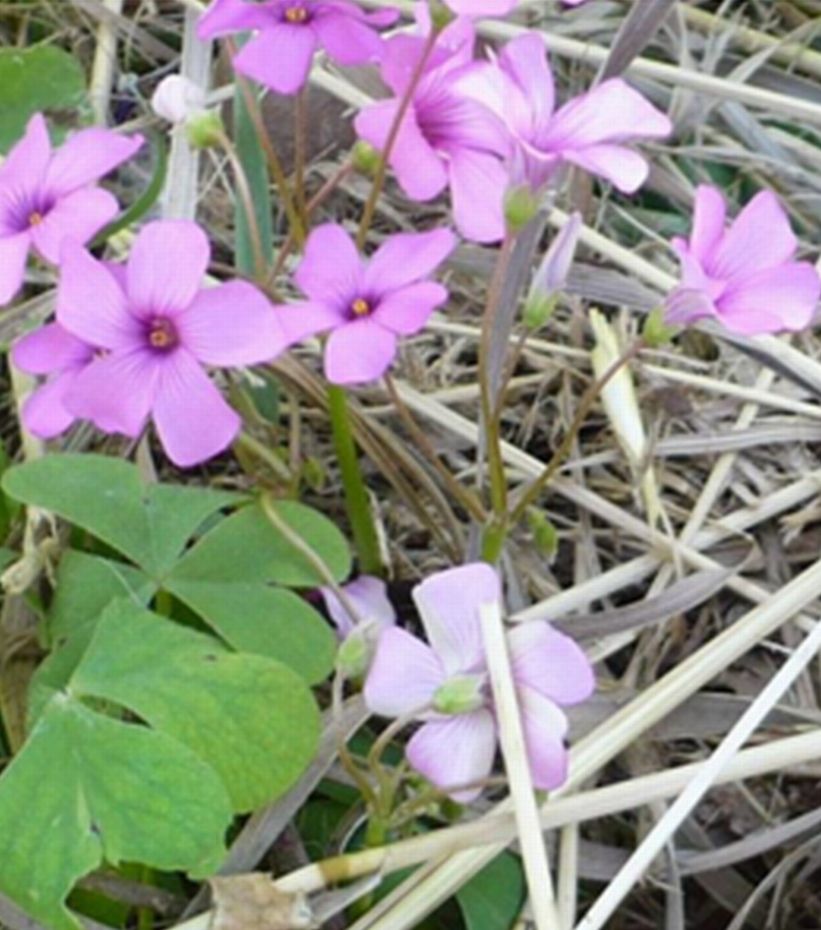 Oxalis articulata