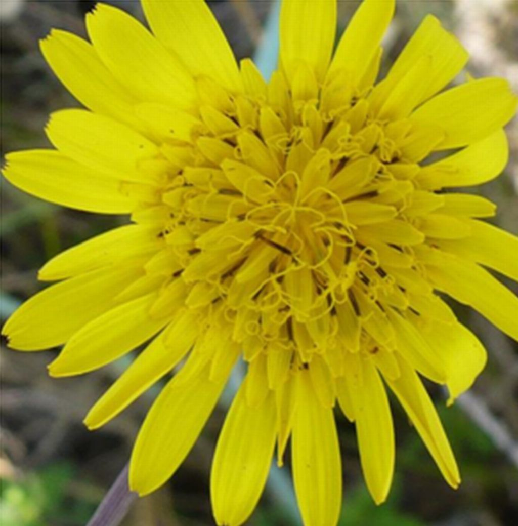 Tragopogon pratensis