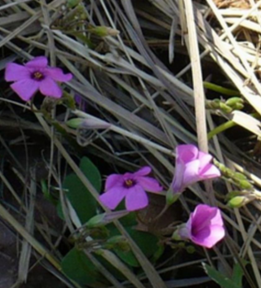 Oxalis articulata