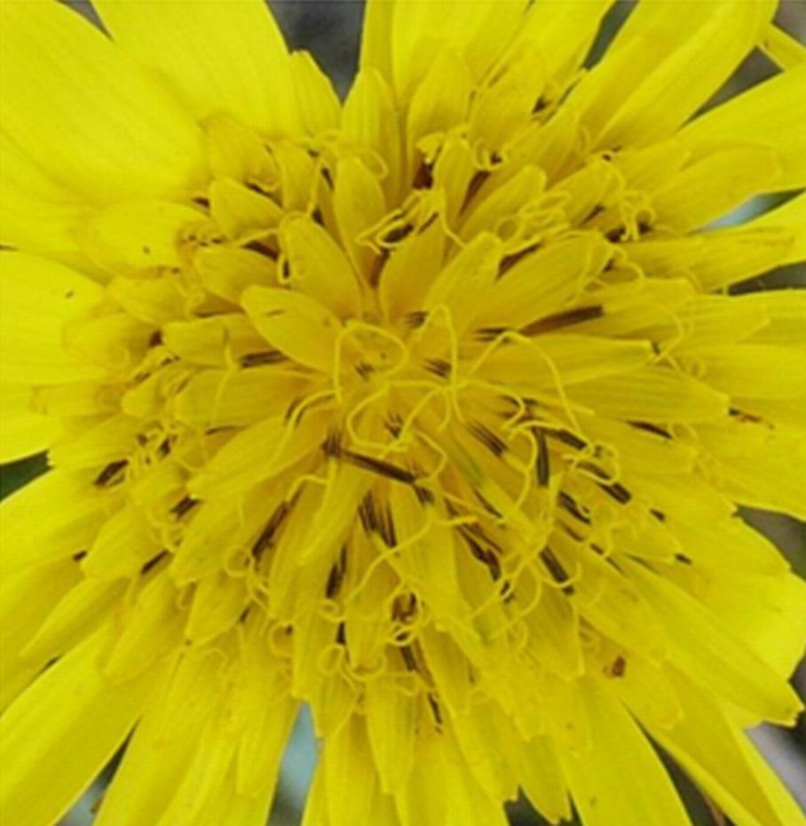 Tragopogon pratensis