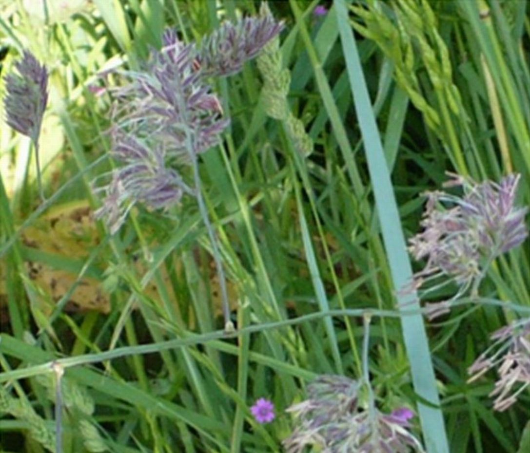 Dactylis glomerata