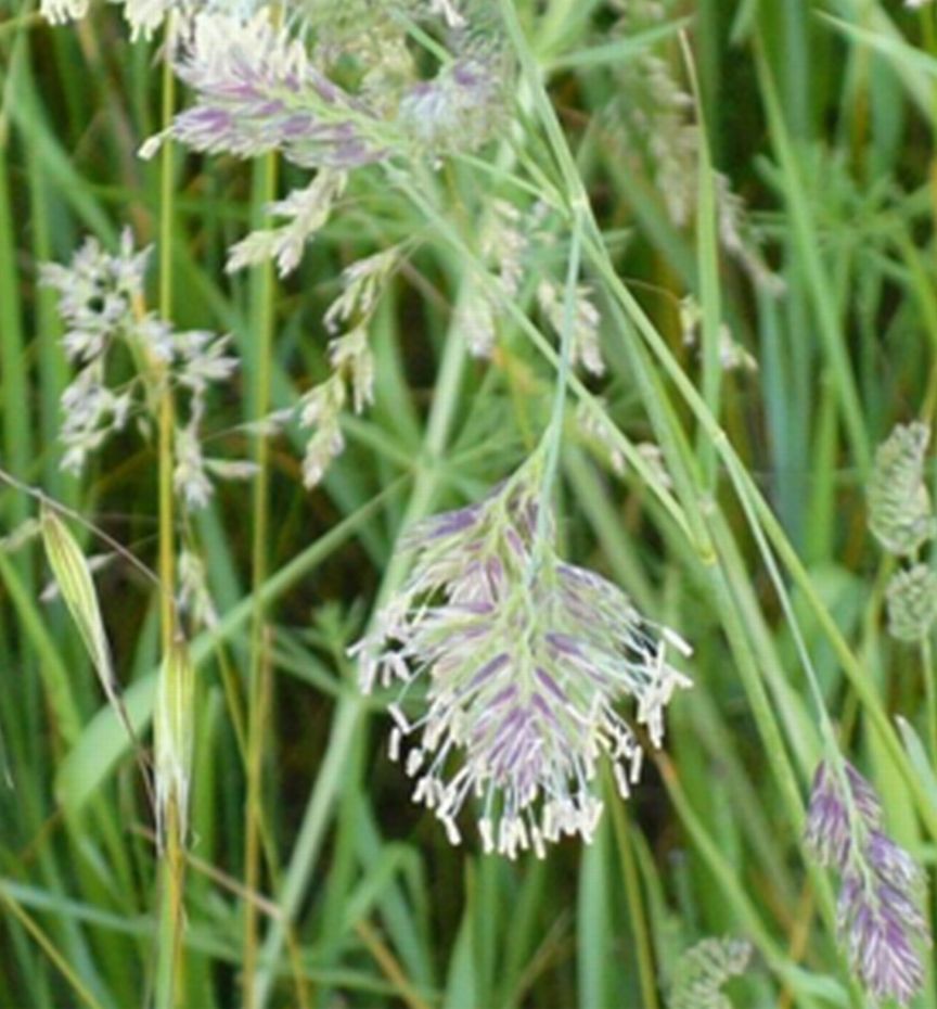 Dactylis glomerata