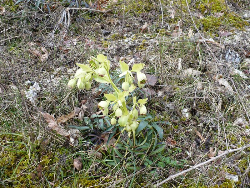 1300 m s.l.m. Appennino Meridionale - Helleborus foetidus