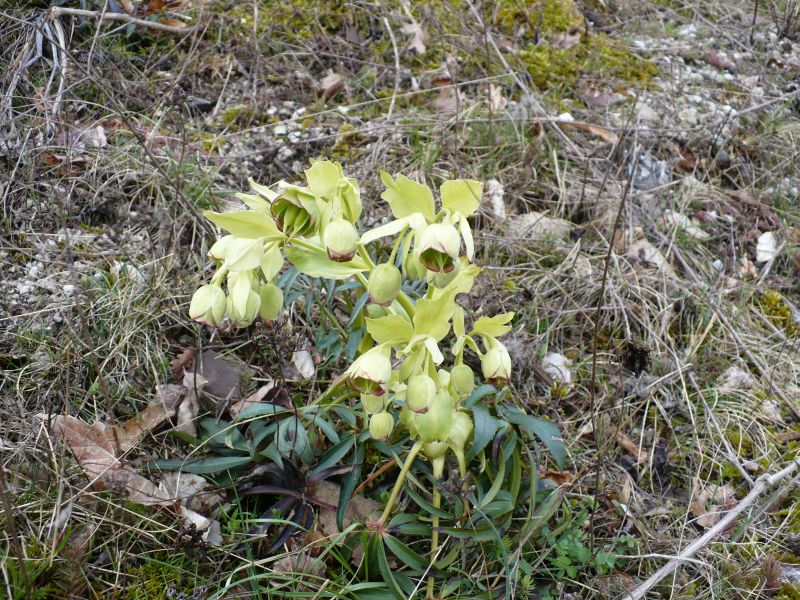 1300 m s.l.m. Appennino Meridionale - Helleborus foetidus