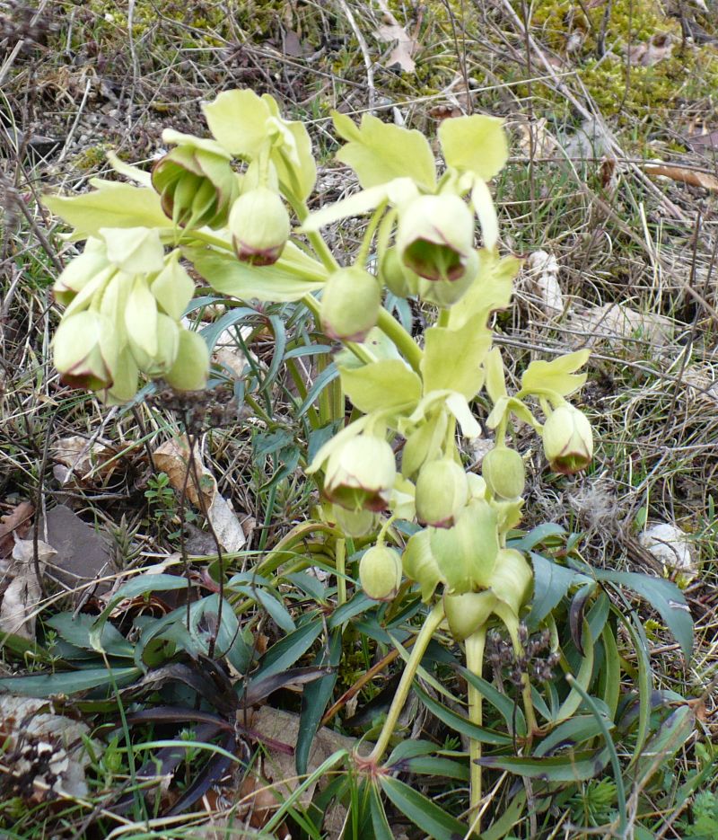 1300 m s.l.m. Appennino Meridionale - Helleborus foetidus