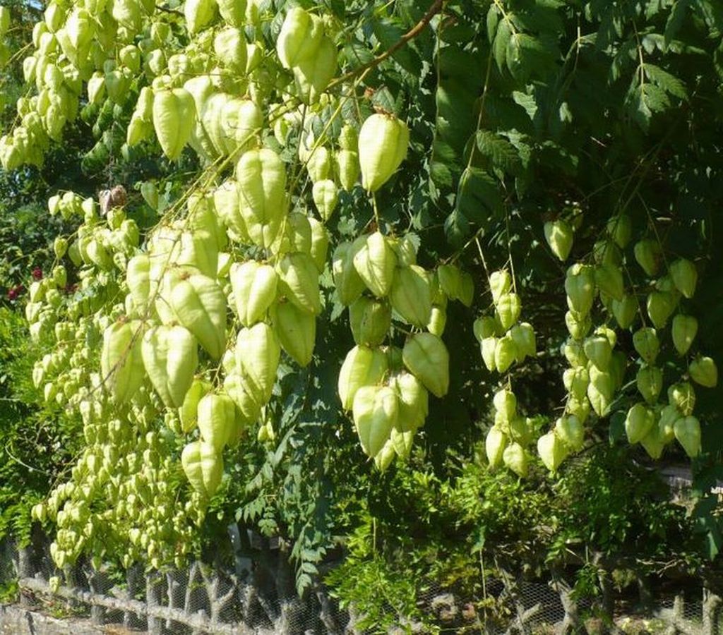 uno strano albero vicino la citt - Koelreuteria paniculata